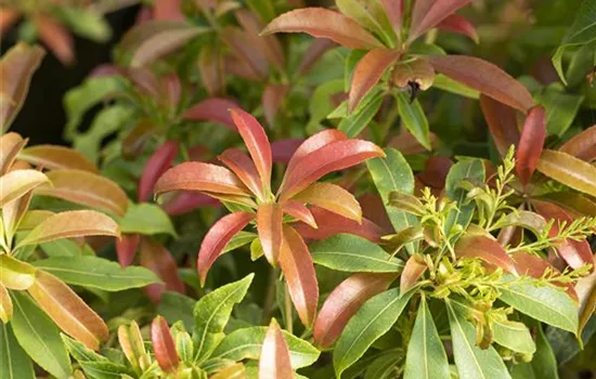 Pieris japonica 'Forest Flame'