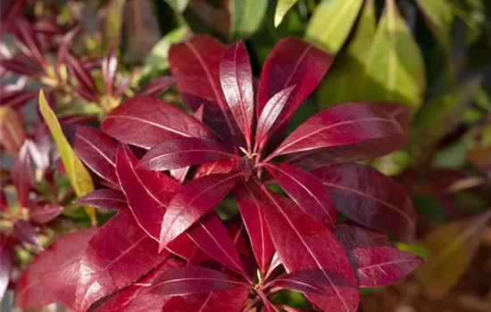 Pieris japonica 'Katsura' -R-