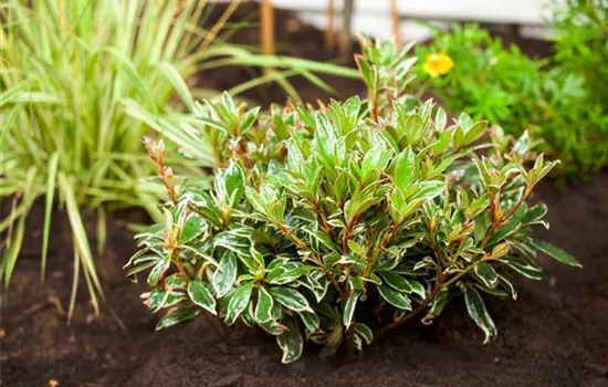 Pieris japonica 'Little Heath'