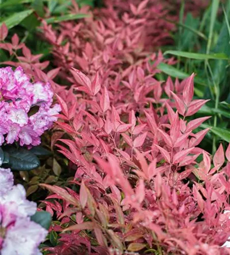 Nandina domestica 'Obsessed' -R-