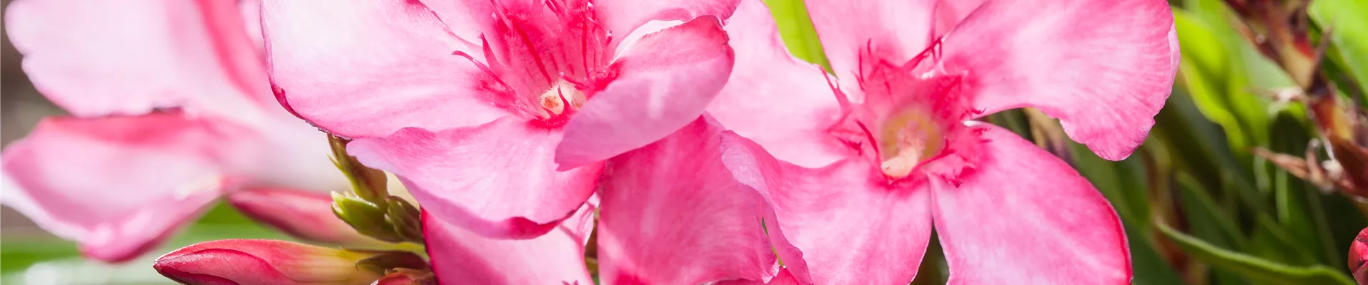 Nerium oleander, dunkelrosa