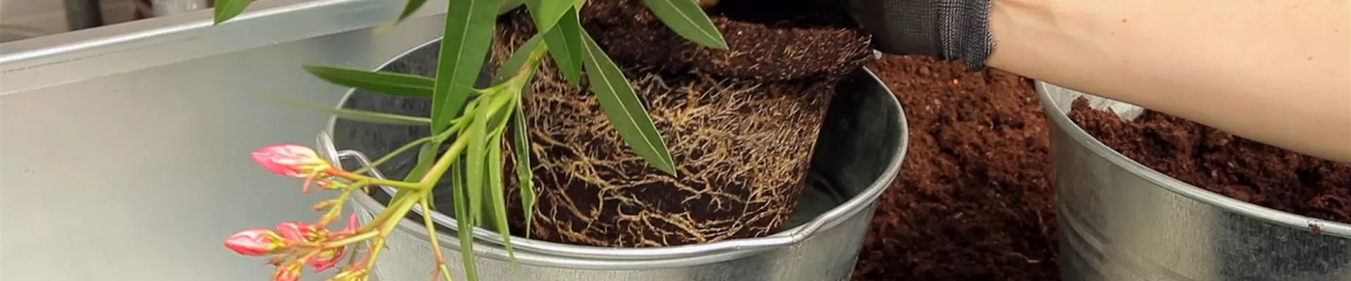 Oleander - Einpflanzen in ein Gefäß (3)