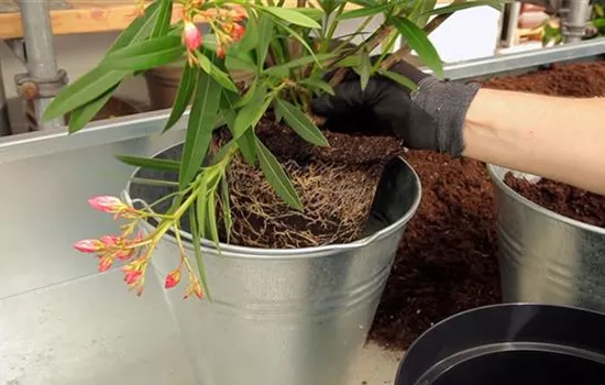 Oleander - Einpflanzen in ein Gefäß