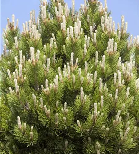 Pinus mugo