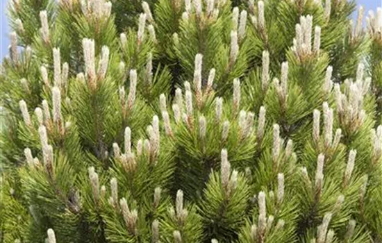 Pinus mugo Pinus mugo