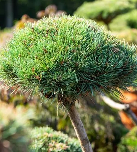 Pinus mugo 'Gnom'