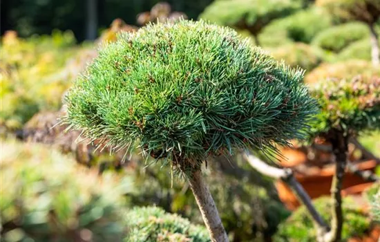 Pinus mugo 'Gnom' Pinus mugo 'Gnom'
