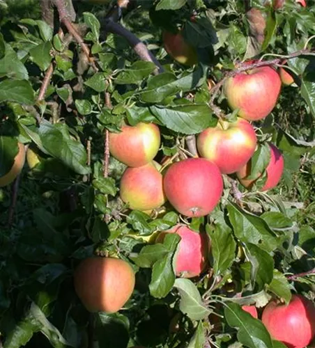 Malus 'Pinova' -S- CAC