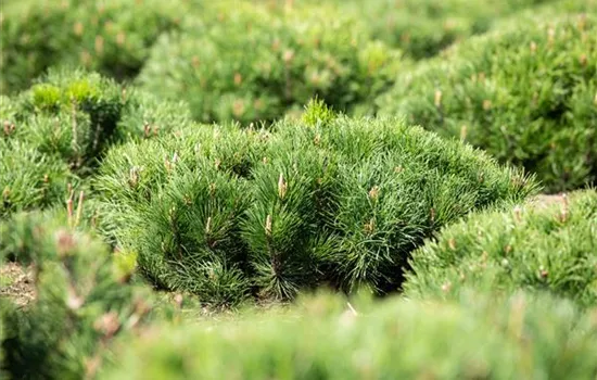 Pinus mugo pumilio Pinus mugo pumilio