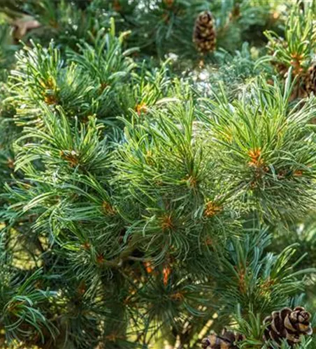 Pinus parviflora 'Glauca'