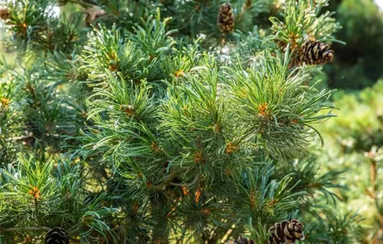 Pinus parviflora 'Glauca'