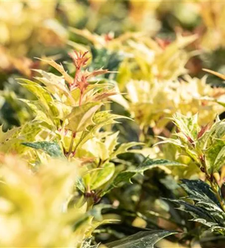 Osmanthus heterophyllus 'Goshiki'