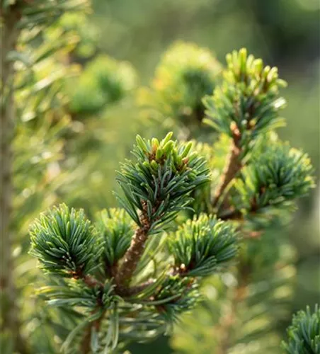 Pinus parviflora 'Tempelhof'
