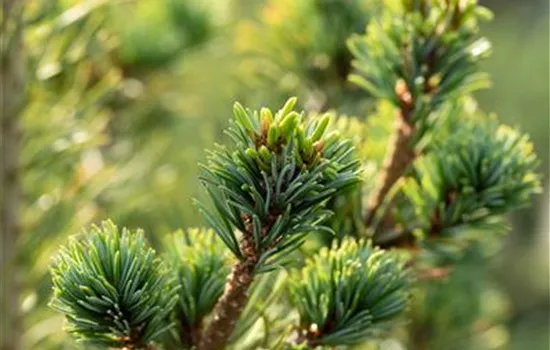 Pinus parviflora 'Tempelhof'