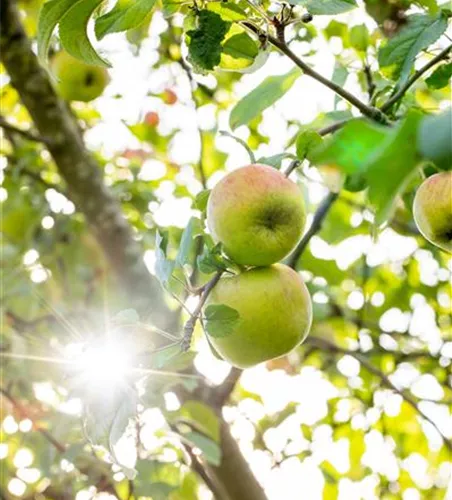 Malus 'Roter Berlepsch' CAC