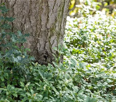 Pachysandra terminalis Pachysandra terminalis
