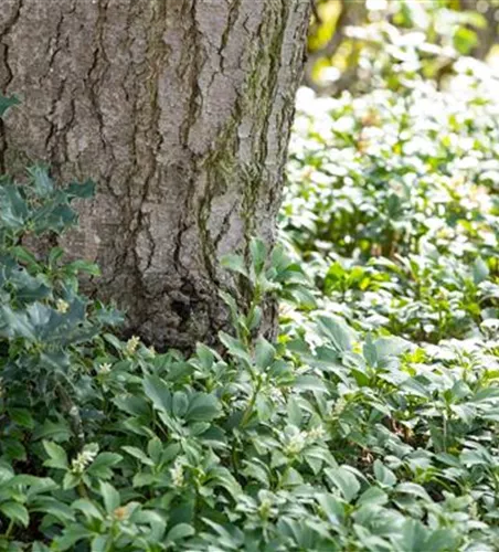 Pachysandra terminalis