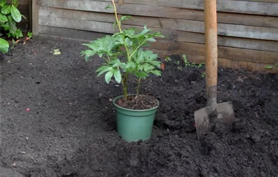 Pfingstrose - Einpflanzen im Garten Pfingstrose - Einpflanzen im Garten
