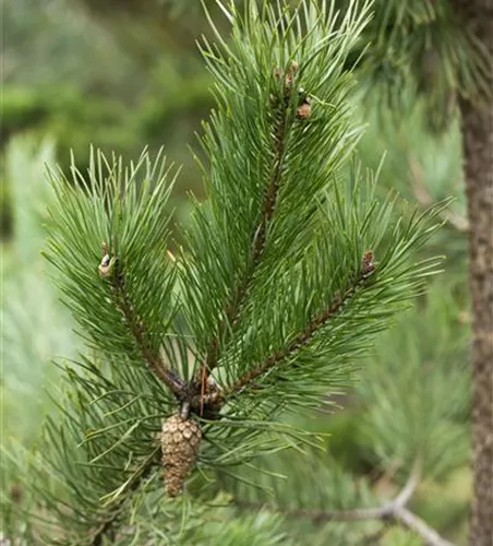 Pinus sylvestris