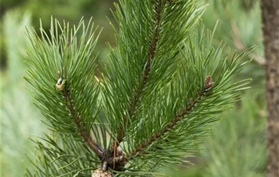 Pinus sylvestris Pinus sylvestris