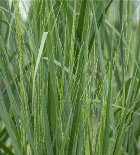 Panicum virgatum 'Northwind'
