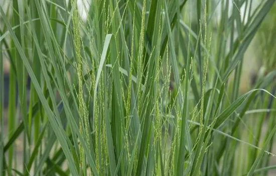 Panicum virgatum 'Northwind' Panicum virgatum 'Northwind'