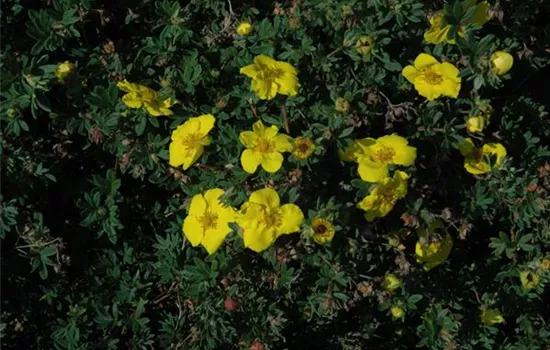 Potentilla fruticosa 'Goldteppich' Potentilla fruticosa 'Goldteppich'