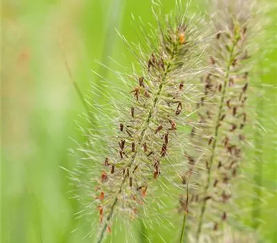 Pennisetum alopecuroides 'Hameln'