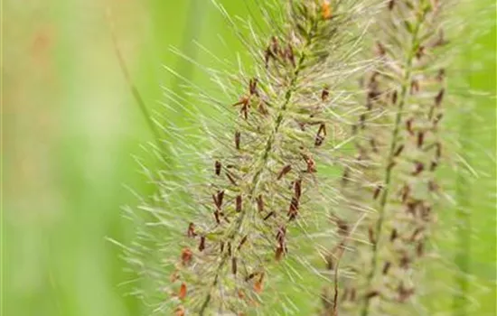 Pennisetum alopecuroides 'Hameln' Pennisetum alopecuroides 'Hameln'