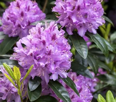 Rhododendron pflanzen