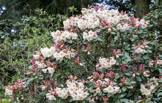 Rhododendron verjüngen Rhododendron verjüngen