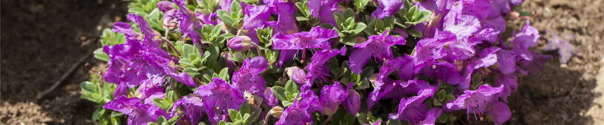 Rhododendron keleticum