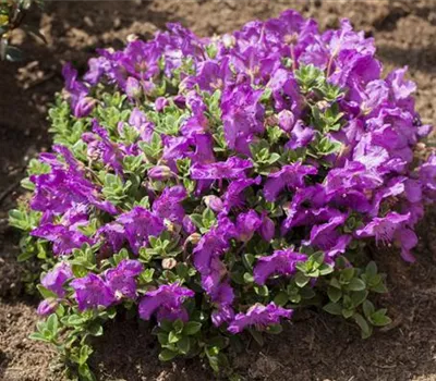 Rhododendren pflanzen