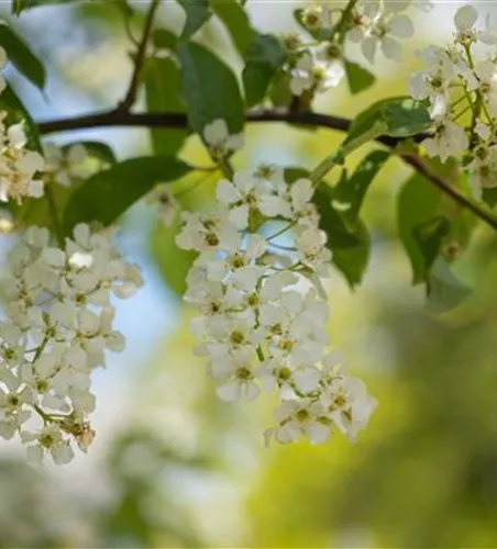Prunus padus