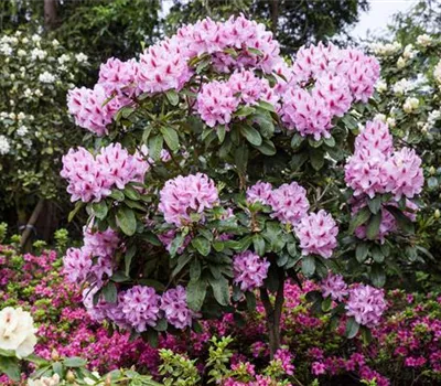 Rhododendron Hybr.'Furnivall's Daughter' III Rhododendron Hybr.'Furnivall's Daughter' III