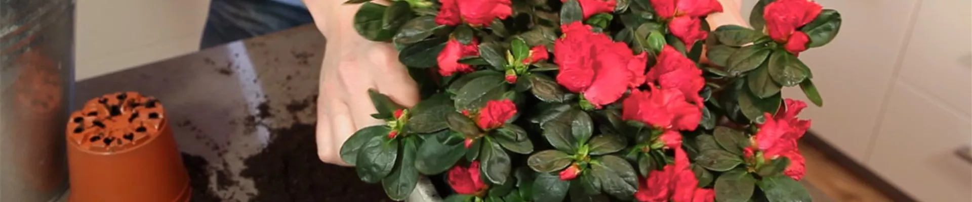 Azalee - Einpflanzen in ein Gefäß (3)