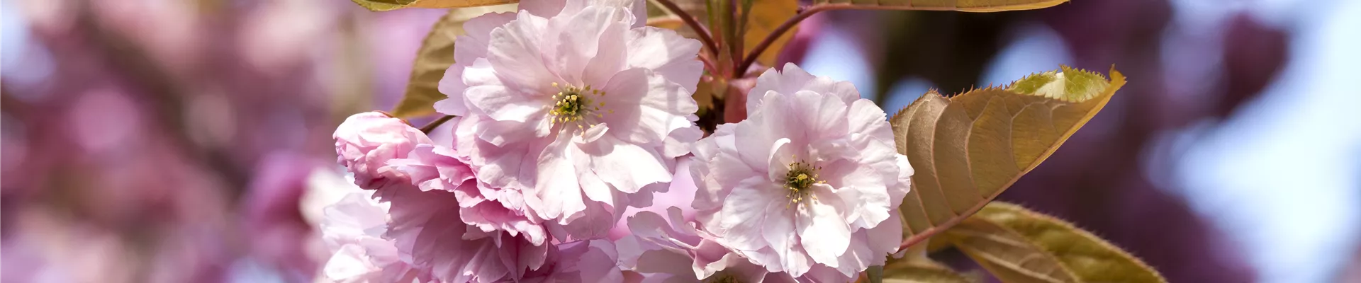 Prunus subhirtella 'Accolade' Prunus subhirtella 'Accolade'