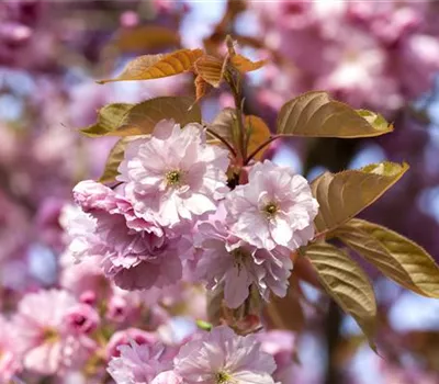Spitzendürre an Kirschen bekämpfen Spitzendürre an Kirschen bekämpfen