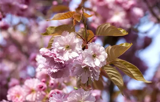 Spitzendürre an Kirschen bekämpfen Spitzendürre an Kirschen bekämpfen