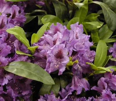 Rhododendron Hybr.'Azurro' II Rhododendron Hybr.'Azurro' II