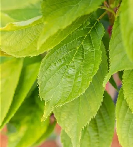 Prunus serrulata 'Amanogawa'