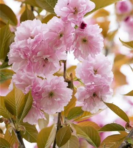 Prunus serrulata 'Kanzan'