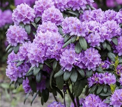 Rhododendron Hybr.'Catawb. Grandiflorum' I Rhododendron Hybr.'Catawb. Grandiflorum' I