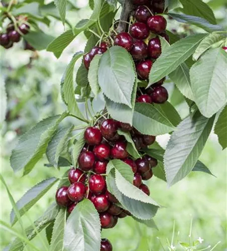 Prunus av.'Lapins' CAC