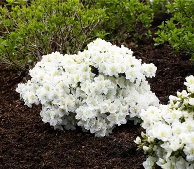 Rhododendron Hybr.'Cunningham's White' I Rhododendron Hybr.'Cunningham's White' I