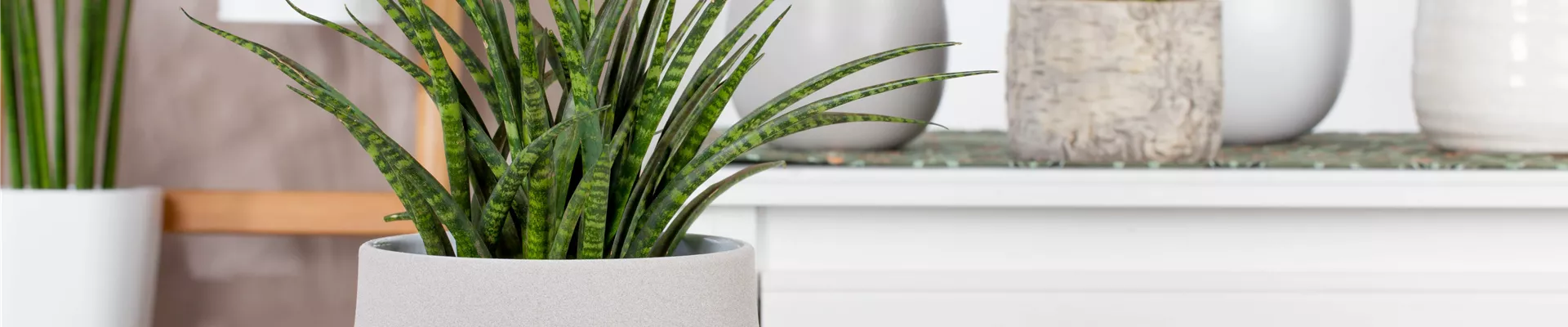 Sansevieria 'Fernwood Punk' Sansevieria 'Fernwood Punk'