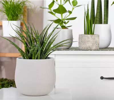 Zimmerpflanzen können mehr als nur gut aussehen