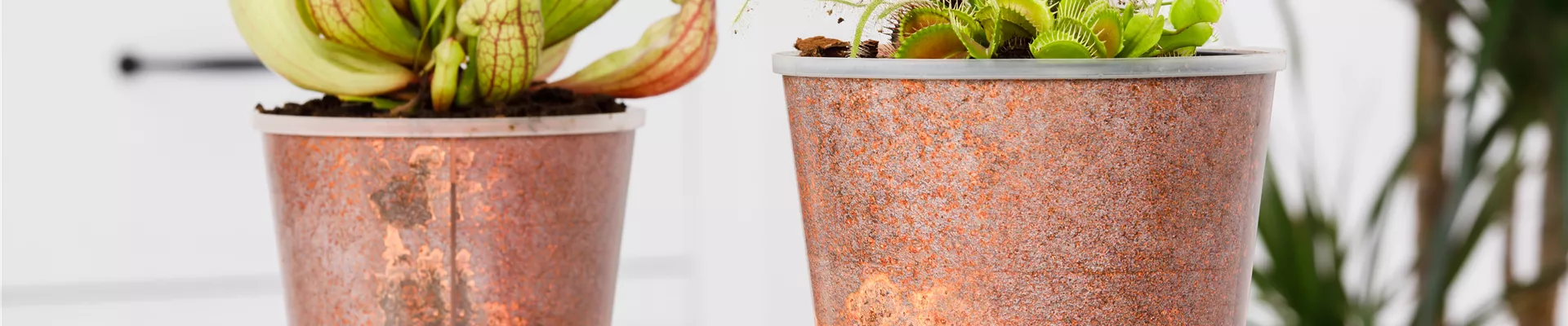 Sarracenia Sarracenia