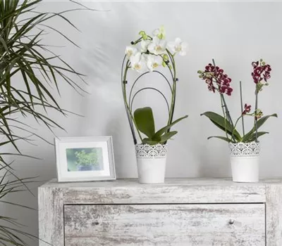 So überleben Ihre Pflanzen Ihren Kurzurlaub