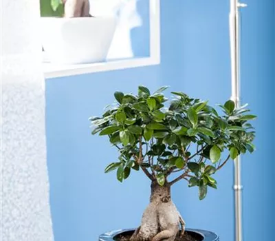 Zimmerbonsai umtopfen